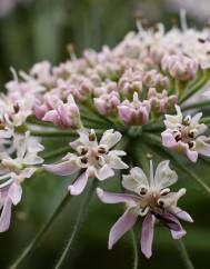 Heracleum sphondylium subesp. granatense