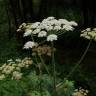 Fotografia 7 da espécie Heracleum sphondylium subesp. granatense do Jardim Botânico UTAD