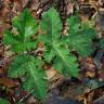 Fotografia 8 da espécie Heracleum sphondylium subesp. granatense do Jardim Botânico UTAD