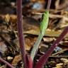 Fotografia 9 da espécie Heracleum sphondylium subesp. granatense do Jardim Botânico UTAD