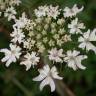 Fotografia 10 da espécie Heracleum sphondylium subesp. granatense do Jardim Botânico UTAD