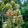 Fotografia 14 da espécie Heracleum sphondylium subesp. granatense do Jardim Botânico UTAD