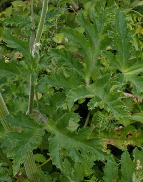 Fotografia 18 da espécie Heracleum sphondylium subesp. granatense no Jardim Botânico UTAD