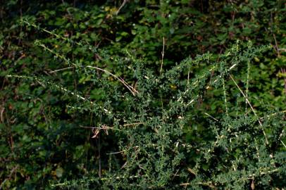 Fotografia da espécie Adenocarpus lainzii