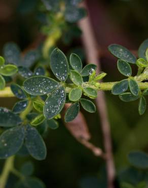 Fotografia 13 da espécie Adenocarpus lainzii no Jardim Botânico UTAD