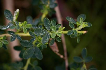 Fotografia da espécie Adenocarpus lainzii