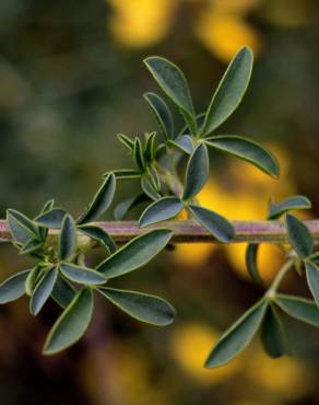 Fotografia 14 da espécie Adenocarpus lainzii no Jardim Botânico UTAD