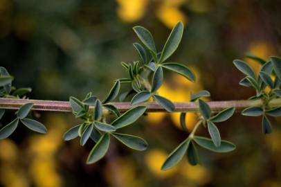 Fotografia da espécie Adenocarpus lainzii