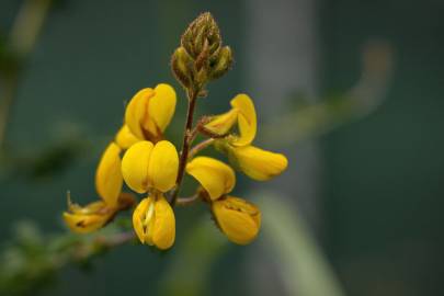 Fotografia da espécie Adenocarpus lainzii