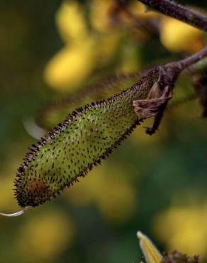 Fotografia 18 da espécie Adenocarpus lainzii no Jardim Botânico UTAD