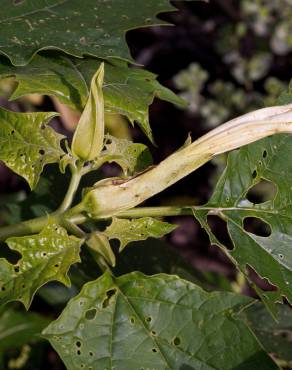 Fotografia 9 da espécie Datura stramonium no Jardim Botânico UTAD