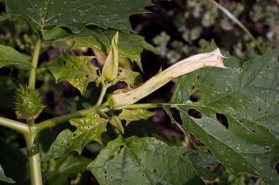 Fotografia da espécie Datura stramonium