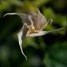 Fotografia 10 da espécie Datura stramonium do Jardim Botânico UTAD