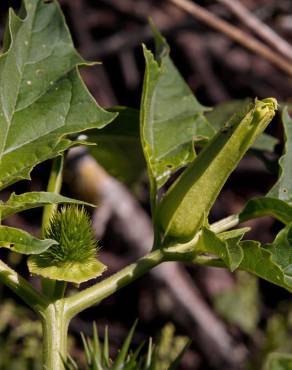 Fotografia 12 da espécie Datura stramonium no Jardim Botânico UTAD