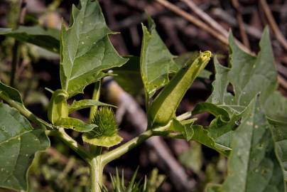 Fotografia da espécie Datura stramonium