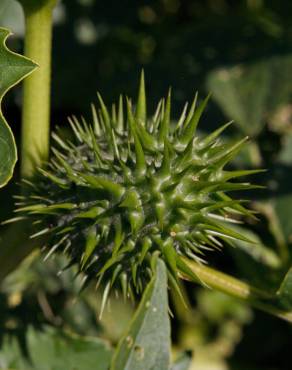 Fotografia 13 da espécie Datura stramonium no Jardim Botânico UTAD