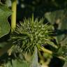 Fotografia 13 da espécie Datura stramonium do Jardim Botânico UTAD