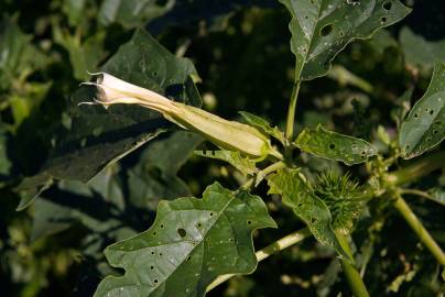 Fotografia da espécie Datura stramonium