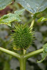 Fotografia da espécie Datura stramonium