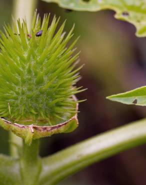 Fotografia 16 da espécie Datura stramonium no Jardim Botânico UTAD