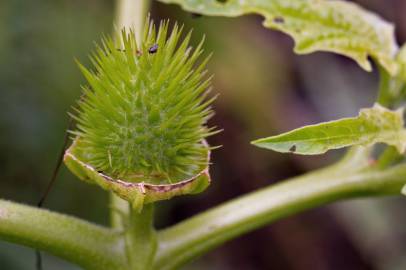 Fotografia da espécie Datura stramonium