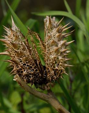 Fotografia 17 da espécie Datura stramonium no Jardim Botânico UTAD