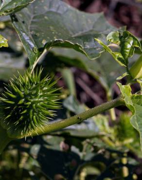 Fotografia 18 da espécie Datura stramonium no Jardim Botânico UTAD