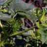 Fotografia 18 da espécie Datura stramonium do Jardim Botânico UTAD