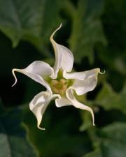 Fotografia da espécie Datura stramonium