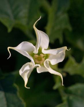 Fotografia 1 da espécie Datura stramonium no Jardim Botânico UTAD