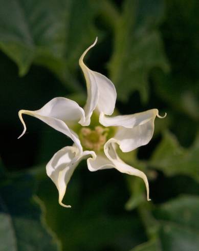 Fotografia de capa Datura stramonium - do Jardim Botânico