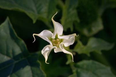 Fotografia da espécie Datura stramonium