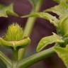 Fotografia 19 da espécie Datura stramonium do Jardim Botânico UTAD