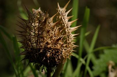 Fotografia da espécie Datura stramonium