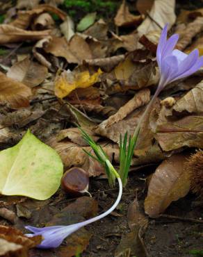 Fotografia 16 da espécie Crocus serotinus subesp. serotinus no Jardim Botânico UTAD