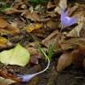 Fotografia 16 da espécie Crocus serotinus subesp. serotinus do Jardim Botânico UTAD