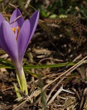 Fotografia 18 da espécie Crocus serotinus subesp. serotinus no Jardim Botânico UTAD