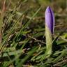 Fotografia 19 da espécie Crocus serotinus subesp. serotinus do Jardim Botânico UTAD