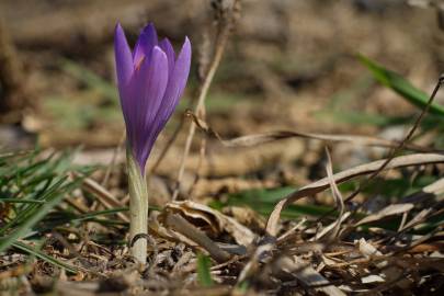 Fotografia da espécie Crocus serotinus subesp. serotinus