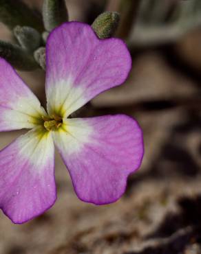 Fotografia 15 da espécie Malcolmia littorea no Jardim Botânico UTAD