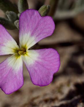 Fotografia 15 da espécie Malcolmia littorea no Jardim Botânico UTAD