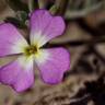 Fotografia 15 da espécie Malcolmia littorea do Jardim Botânico UTAD