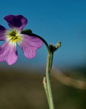 Fotografia 19 da espécie Malcolmia littorea no Jardim Botânico UTAD