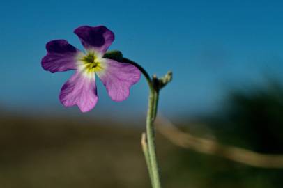 Fotografia da espécie Malcolmia littorea