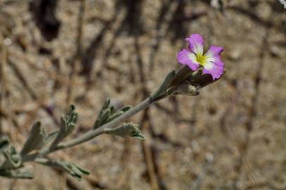 Fotografia da espécie Malcolmia littorea