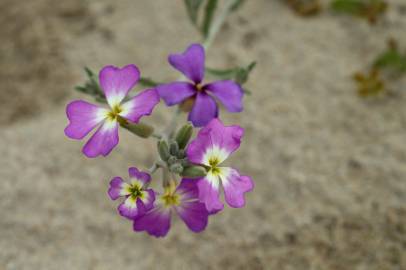 Fotografia da espécie Malcolmia littorea