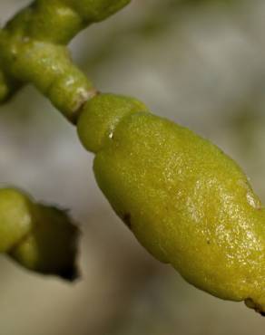 Fotografia 8 da espécie Cakile maritima subesp. integrifolia no Jardim Botânico UTAD