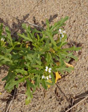 Fotografia 10 da espécie Cakile maritima subesp. integrifolia no Jardim Botânico UTAD