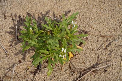 Fotografia da espécie Cakile maritima subesp. integrifolia