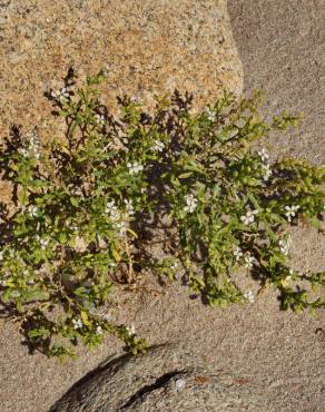 Fotografia 12 da espécie Cakile maritima subesp. integrifolia no Jardim Botânico UTAD